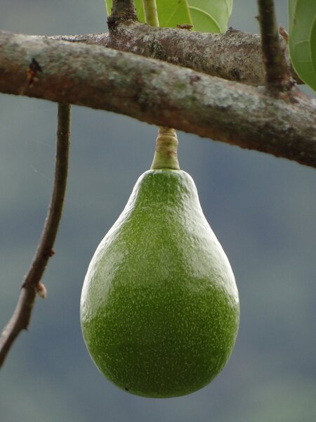 Abacate Fotografia detalhada da fruta Abacate