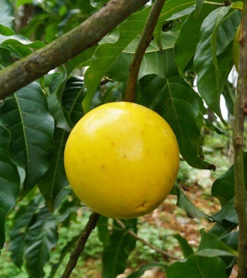Abiu Fotografia detalhada da fruta Abiu