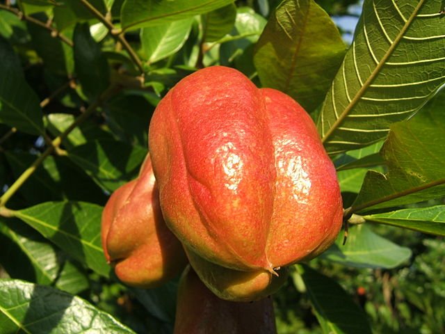 Fotografia detalhada da fruta Ackee