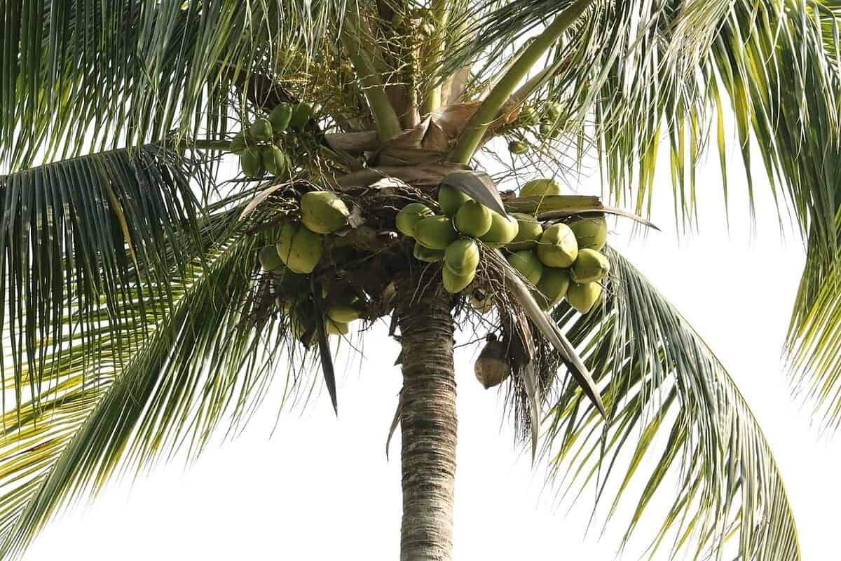 Coco Fotografia detalhada da fruta Coco