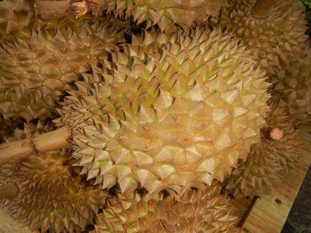  Fotografia em close da fruta Durian