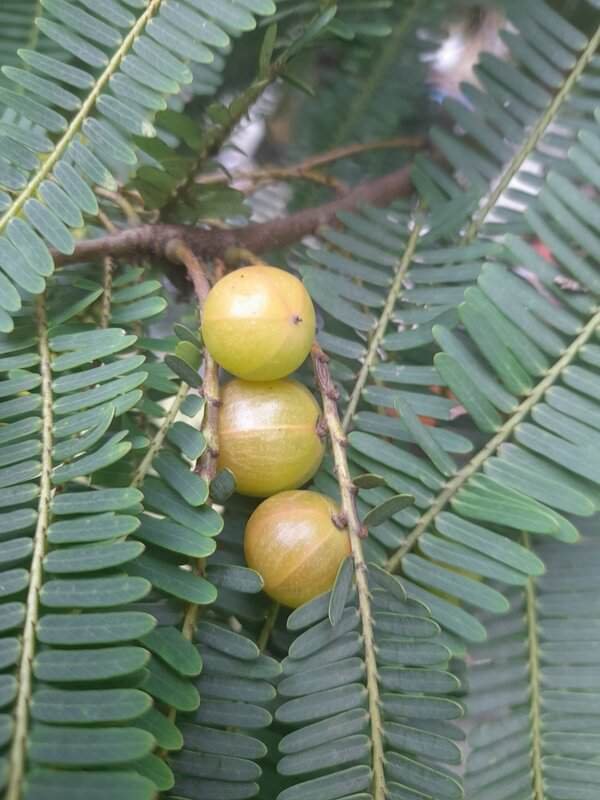Fotografia detalhada da fruta Emblica