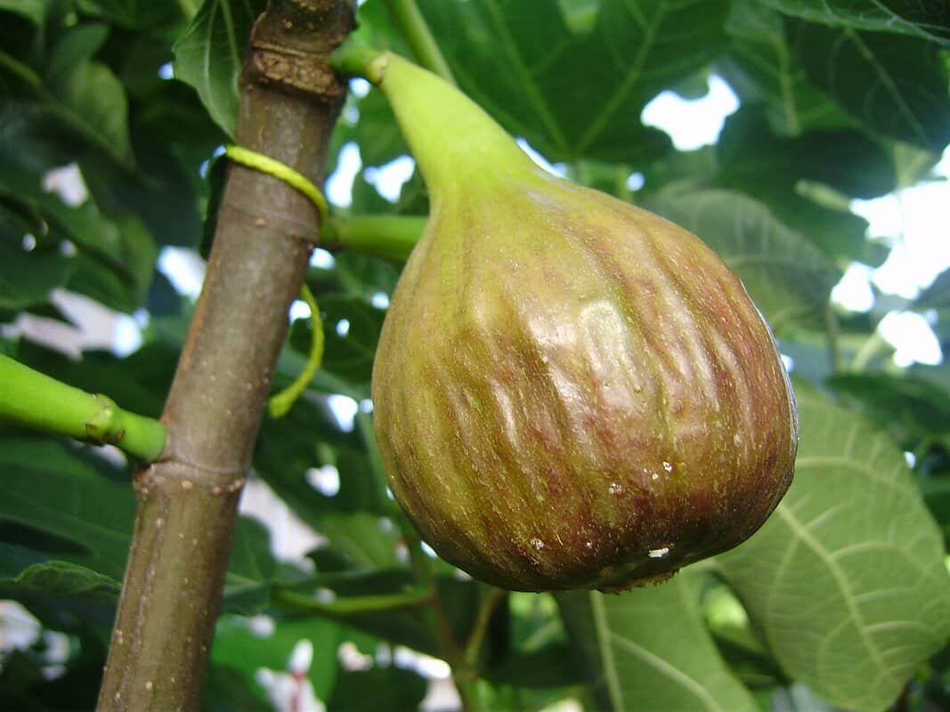  Fotografia em close da fruta Figo