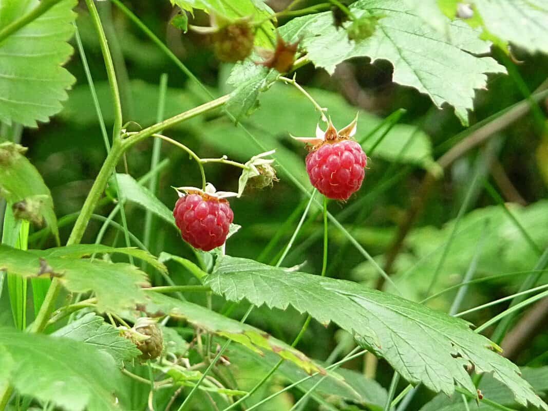 Fotografia detalhada da fruta Framboesa