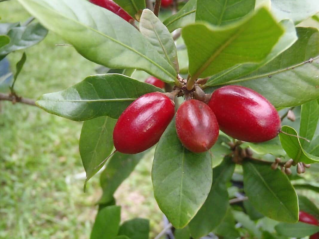 Fruta Milagrosa Fotografia detalhada da fruta Fruta Milagrosa