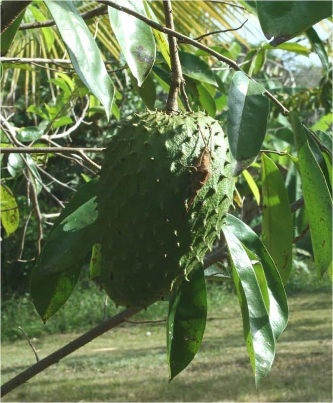  Fotografia em close da fruta Graviola
