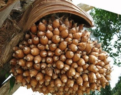  Fotografia em close da fruta Inajá