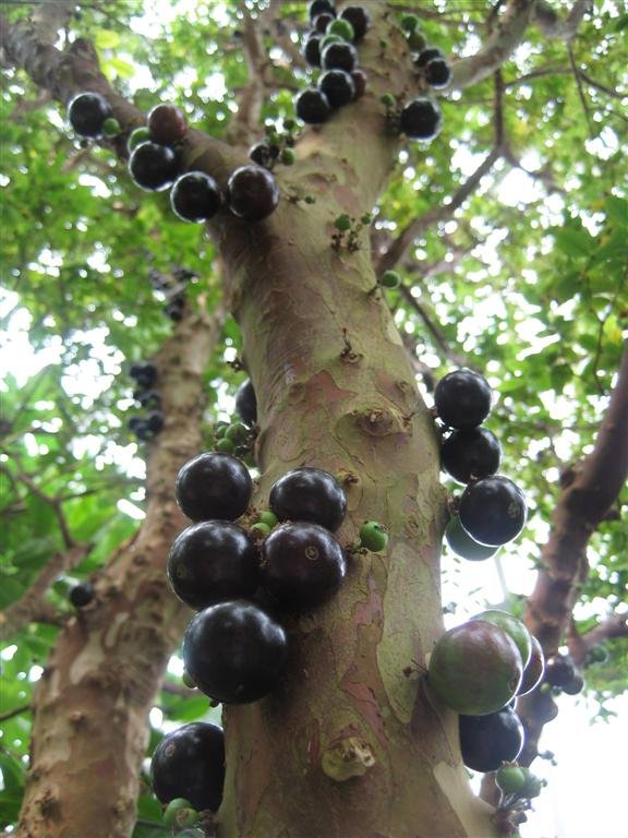  Fotografia em close da fruta Jabuticaba