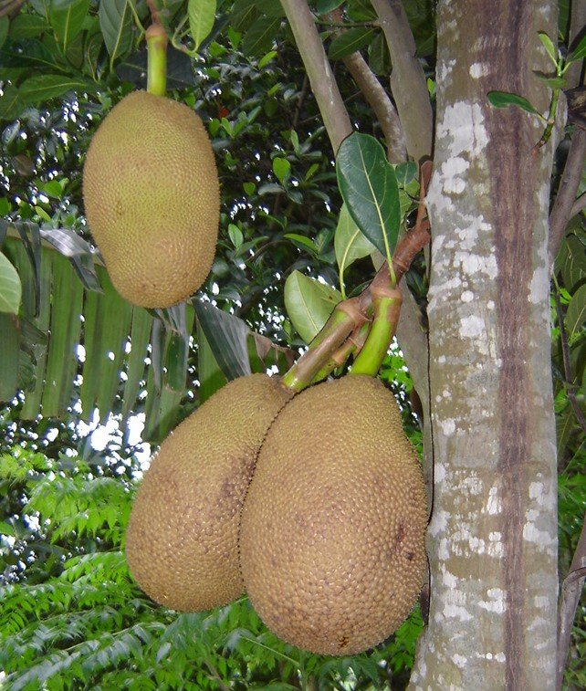  Fotografia em close da fruta Jaca