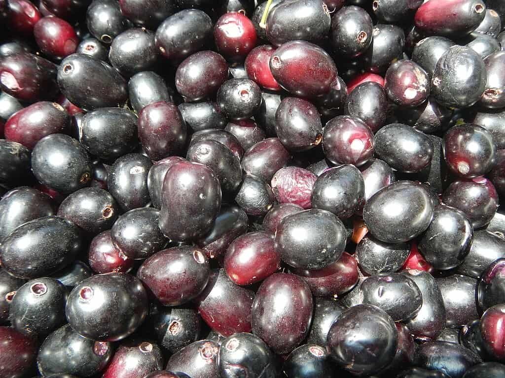  Fotografia em close da fruta Jambolão