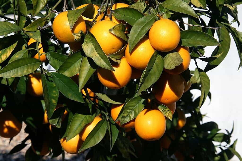  Fotografia em close da fruta Laranja