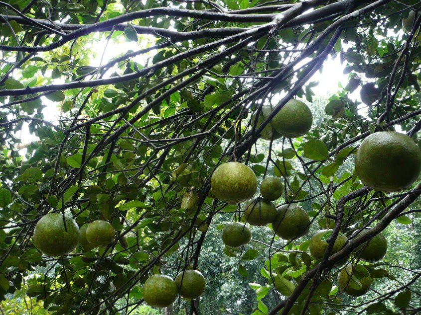 Fotografia em close da fruta Limão
