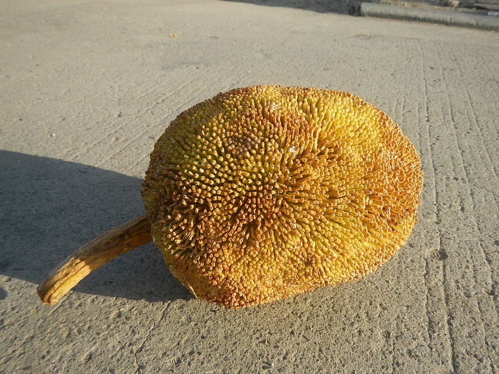 Fotografia detalhada da fruta Marang