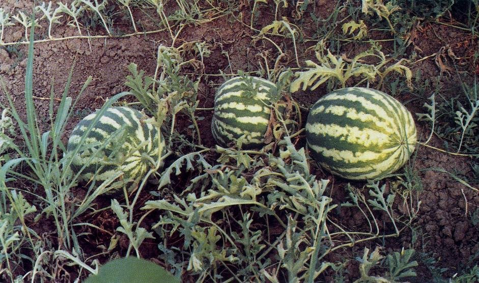  Fotografia em close da fruta Melancia