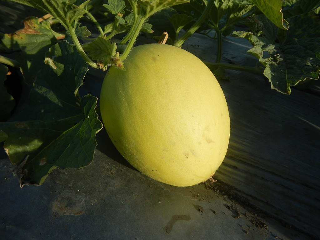 Fotografia detalhada da fruta Melão
