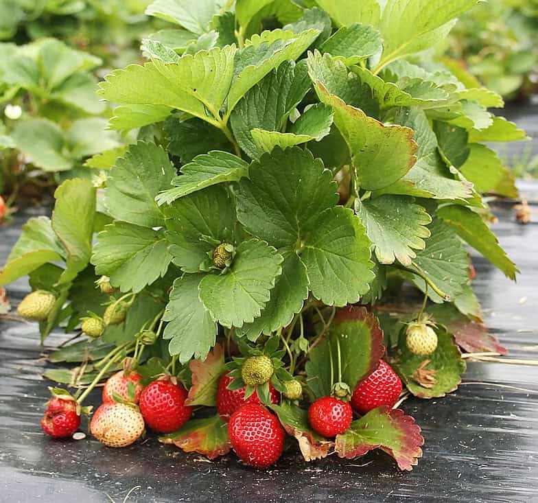  Fotografia em close da fruta Morango