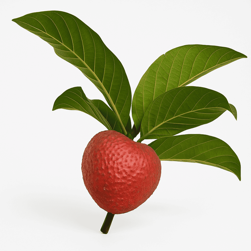 Fotografia detalhada da fruta Nauclea