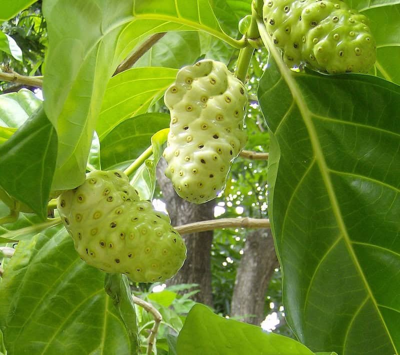  Fotografia em close da fruta Noni