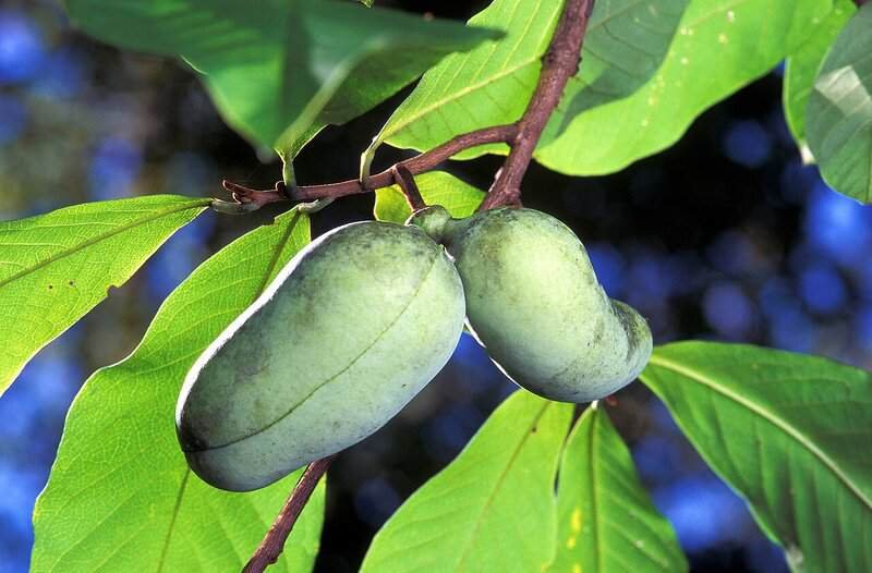  Fotografia em close da fruta Pawpaw