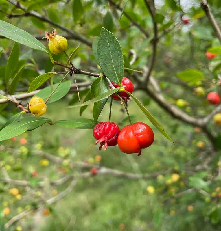  Fotografia em close da fruta Pitanga