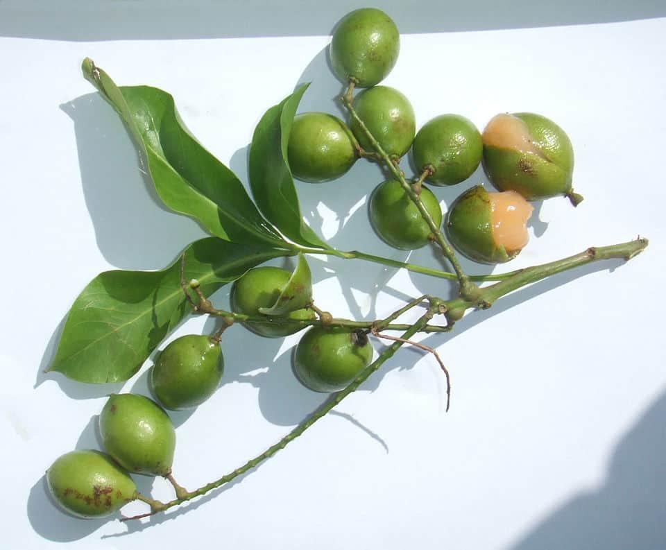  Fotografia em close da fruta Quenepa