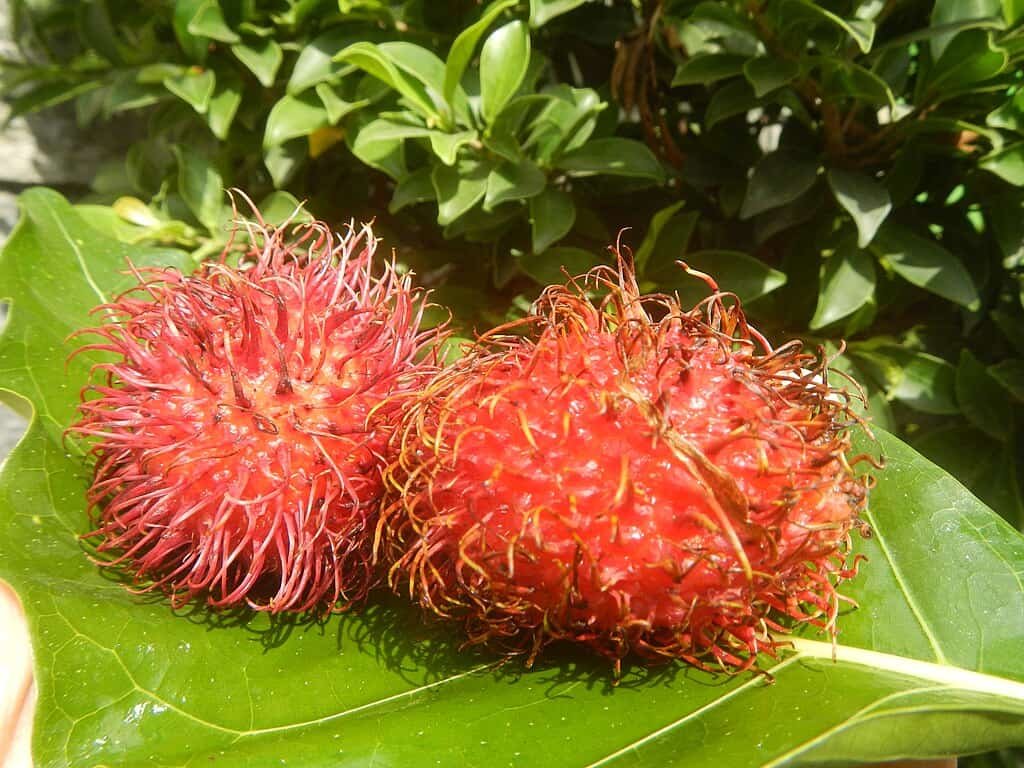  Fotografia em close da fruta Rambutan