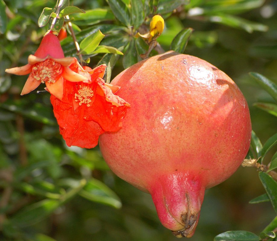 Fotografia detalhada da fruta Romã