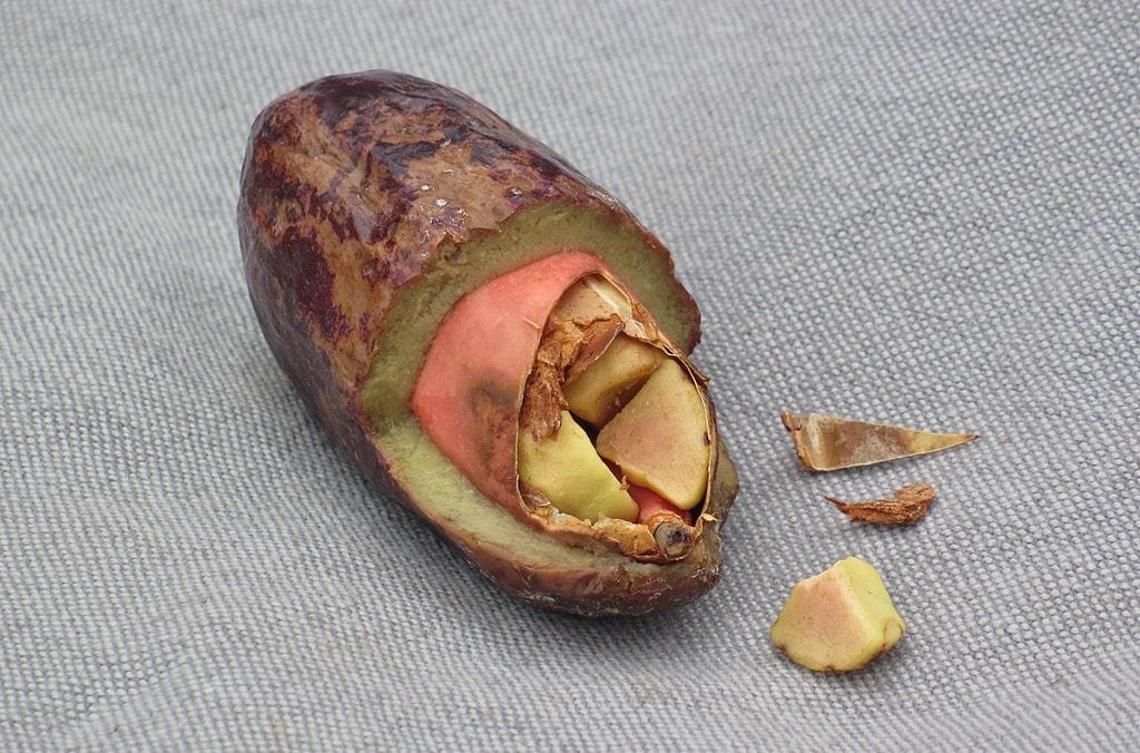  Fotografia em close da fruta Safou