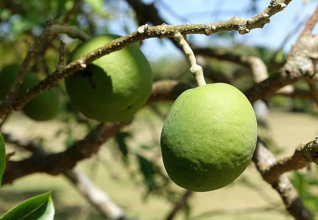  Fotografia em close da fruta Sapoti branco