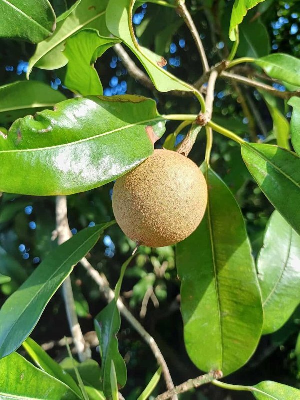  Fotografia em close da fruta Sapoti