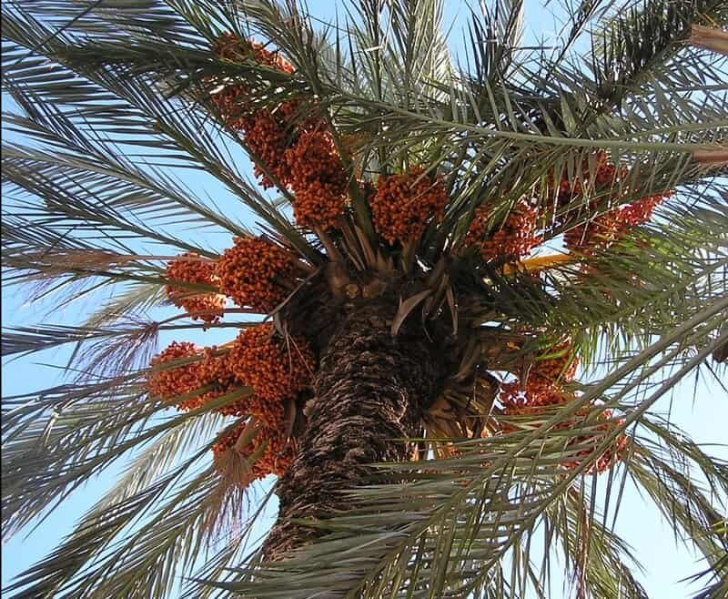 Fotografia detalhada da fruta Tâmara
