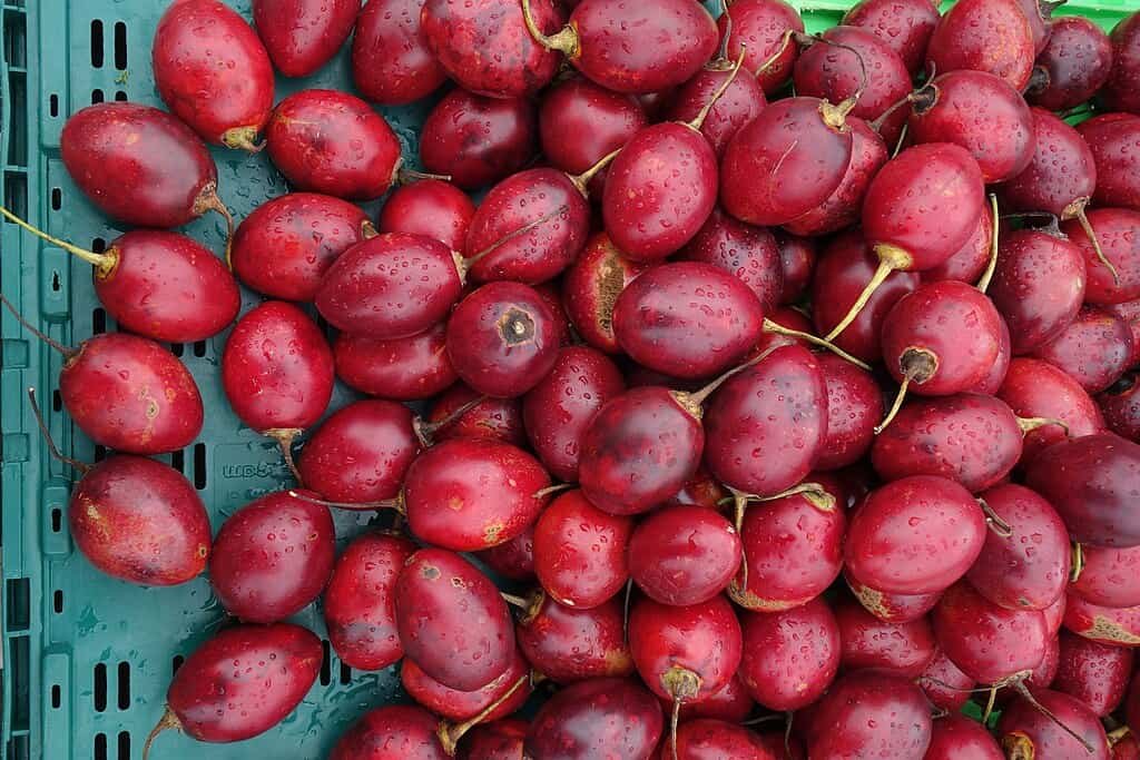  Fotografia em close da fruta Tamarillo