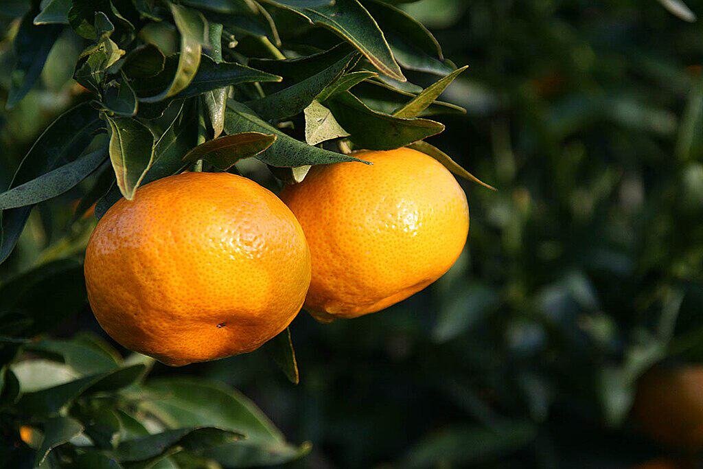  Fotografia em close da fruta Tangerina