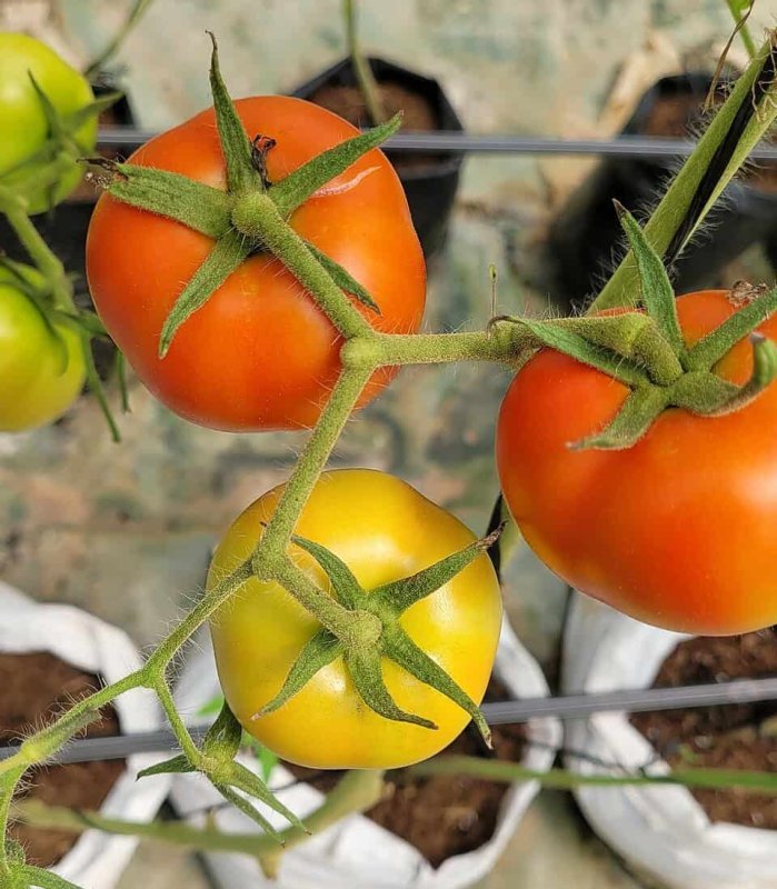Fotografia detalhada da fruta Tomate